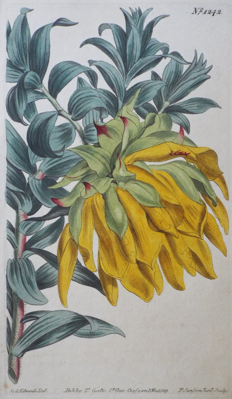 Print - No. 1242 (Eugenia Fragrans. Sweet-scented Eugenia.) - Sansom